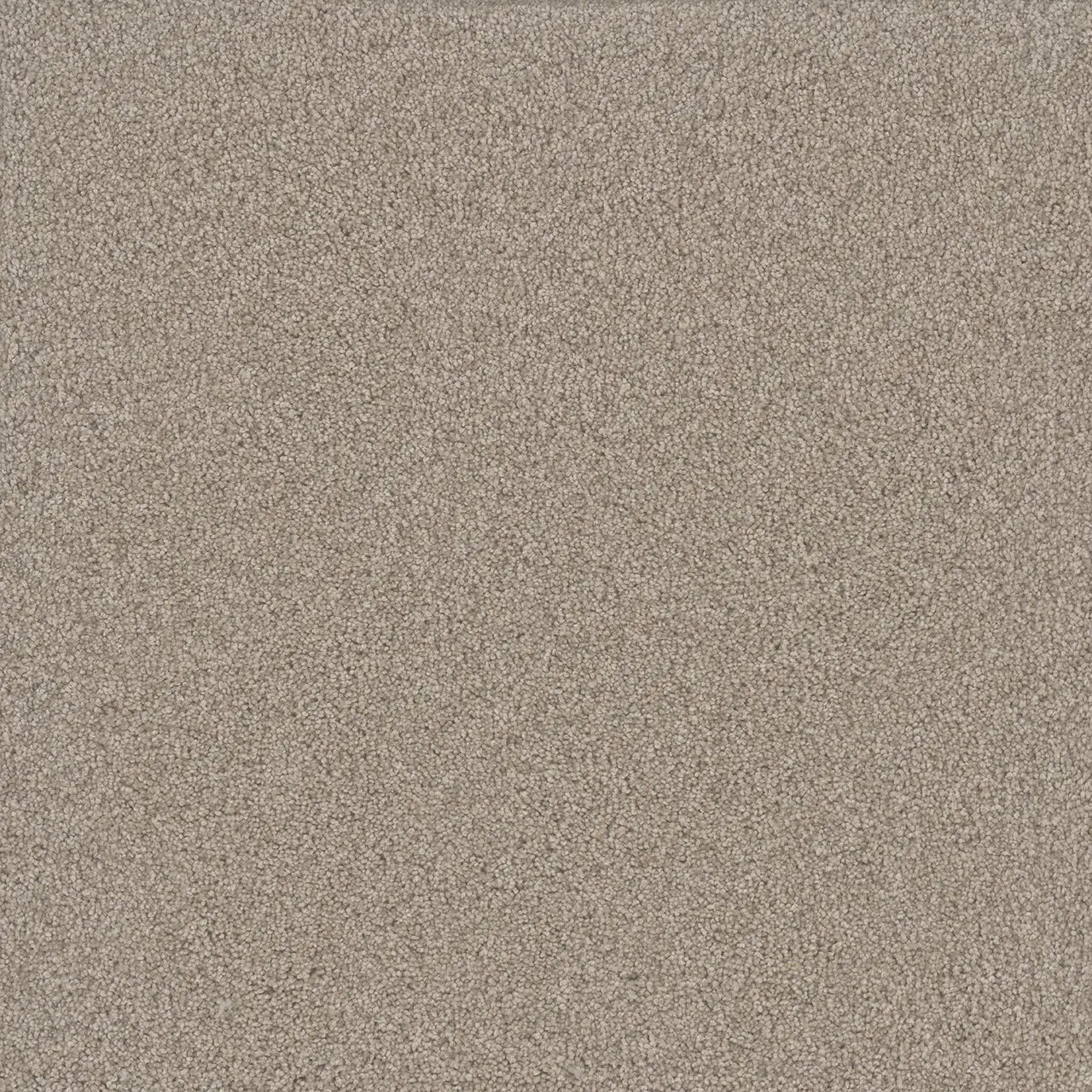 Nimbus, Gold Standard III, Carpet by Dreamweaver, Calhoun's Flooring Springfield, IL